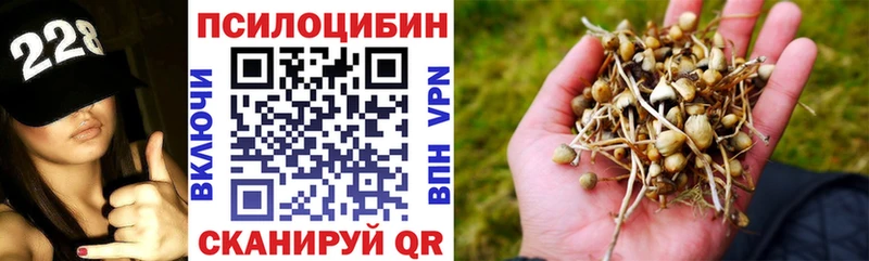 наркошоп  Санкт-Петербург  Галлюциногенные грибы Psilocybine cubensis 